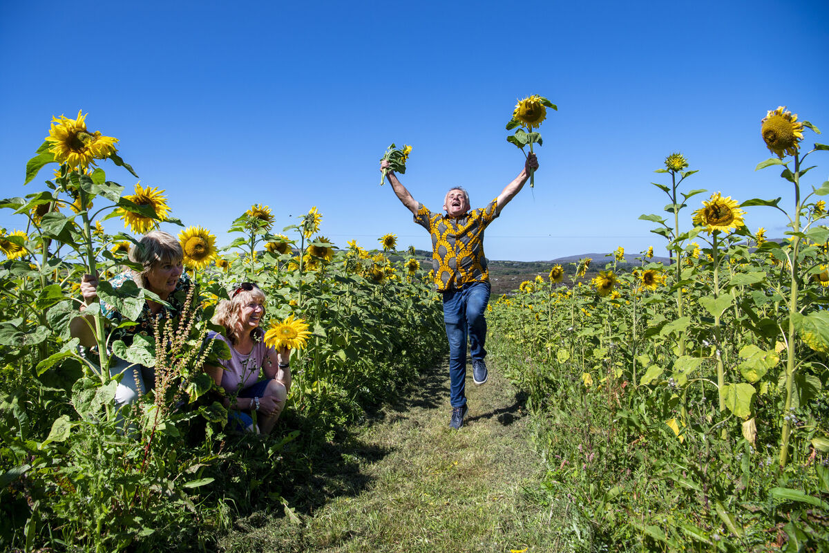  Denis O'Regan and neighbour Deirdre Ní Challanáin look on as West Cork farmer Billy O'Regan has fun in a field of sunflowers at Gunpoint, Schull. The field will open on Sunday at 12pm for harvesting, with donations going to the Cork Bus Workers Charity. Picture: Dan Linehan