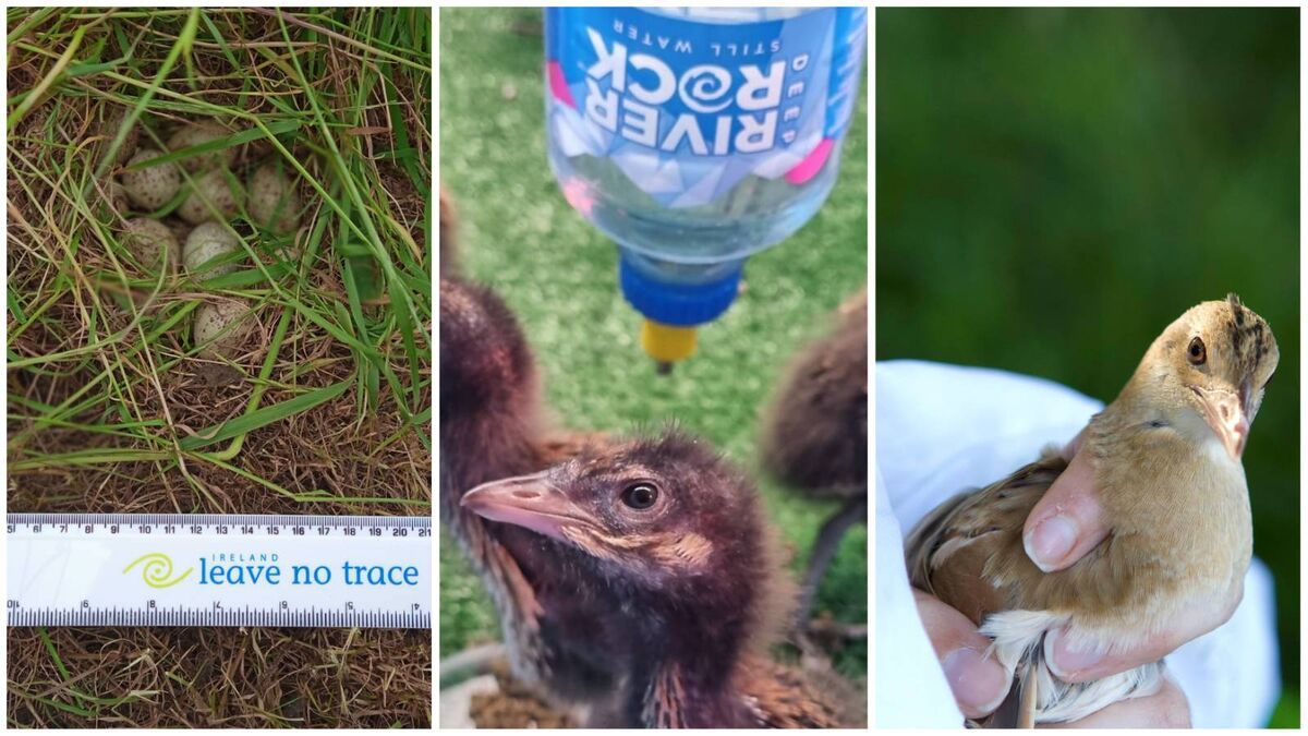 From Fanad to Fota — and back again — for the luckiest corncrakes in Ireland - Vimarsana News