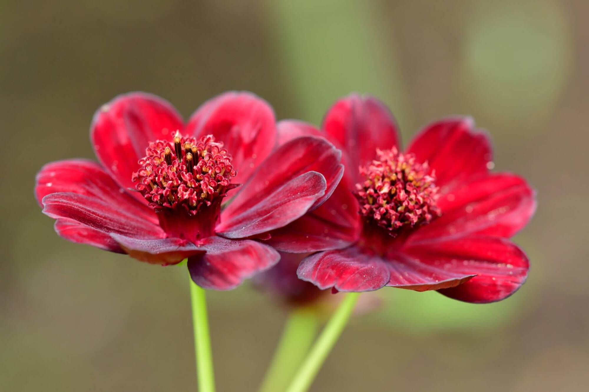 Peter Dowdall: Here's how the chocolate cosmos got its name