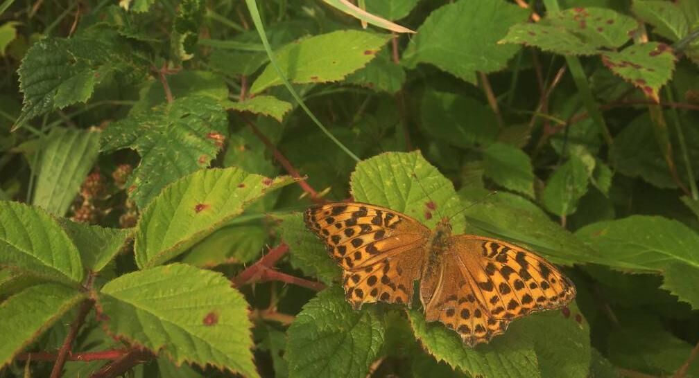 A Silver-washed Fritillary on a bramble leaf. Picture: Anja Murray