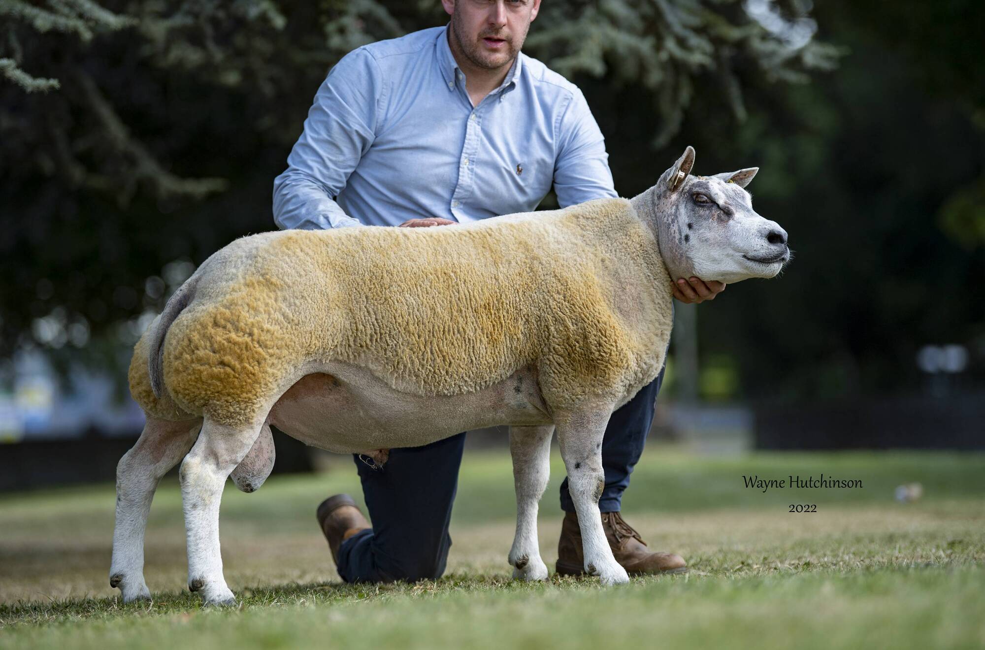 Offaly sheep farmer snaps up Beltex ram for 45,000gns