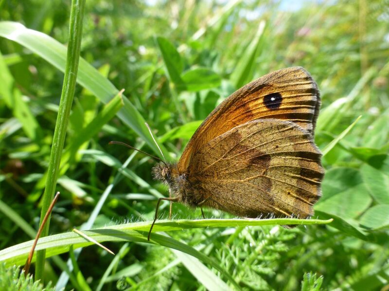 Meadow brown butterfly at Coolorta. Picture: Jesmond Harding Meadow brown butterfly at Coolorta. Picture: Jesmond Harding