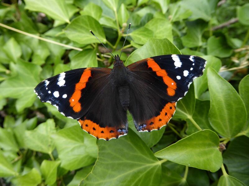 Red Admiral at Louisa Bridge. Picture: Jesmond Harding Red Admiral at Louisa Bridge. Picture: Jesmond Harding