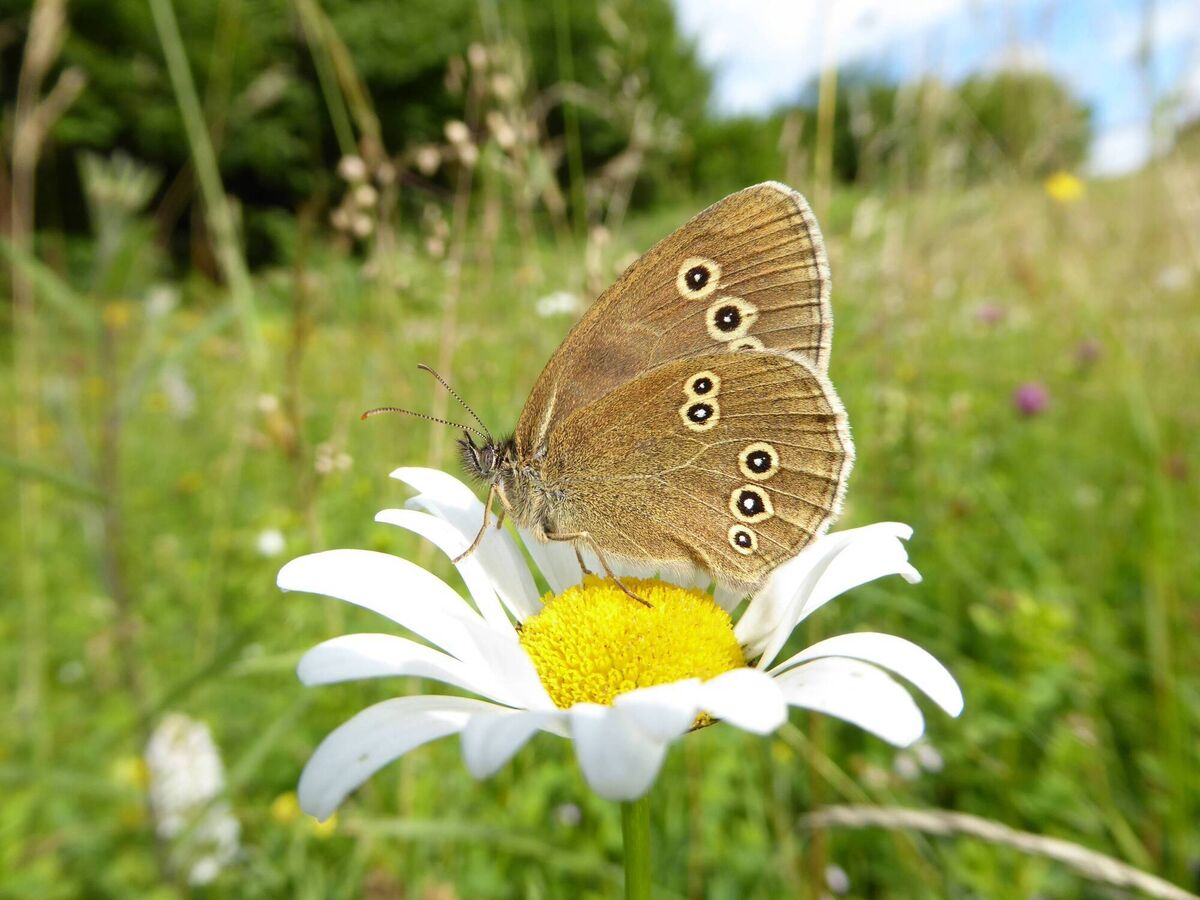 The underside of a Ringlet butterfly at Gortlecka. Picture: Jesmond Harding