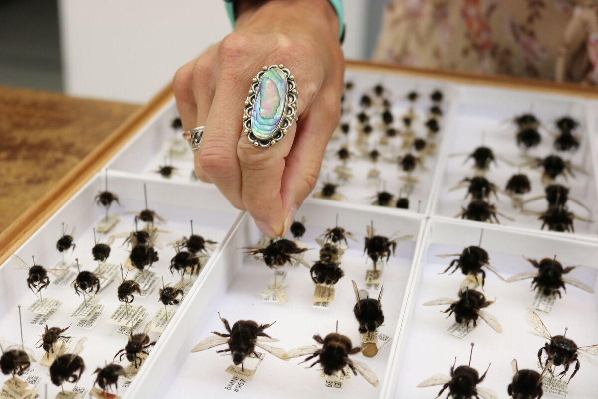 Dr Selina Brace at the Natural History Museum in London studying a bumblebee. Picture: Trustees of the Natural History Museum London/Imperial College London /PA Wire
