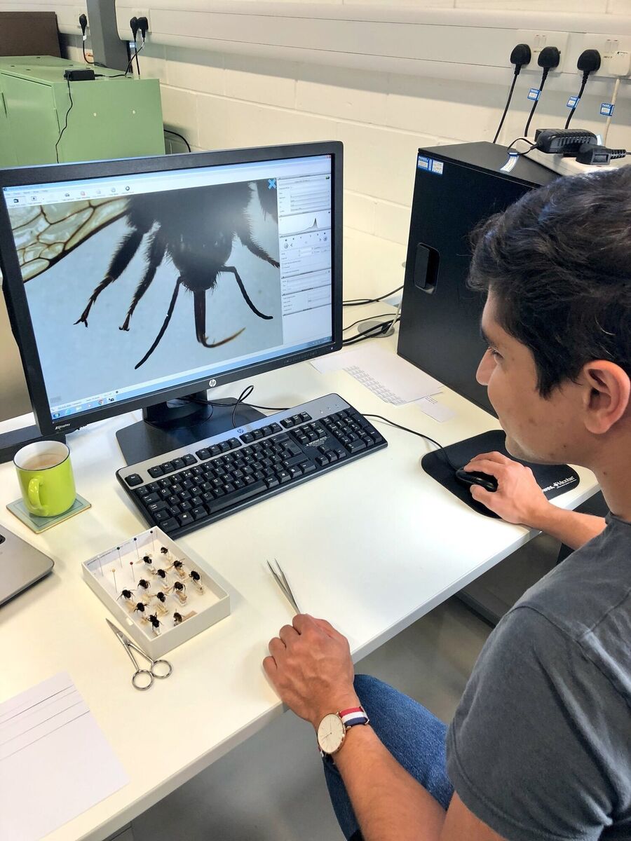 Dr Andres Acre at the National Museums Scotland analysing bumblebees. Picture: Ashleigh Whiffin/Imperial College London /PA Wire