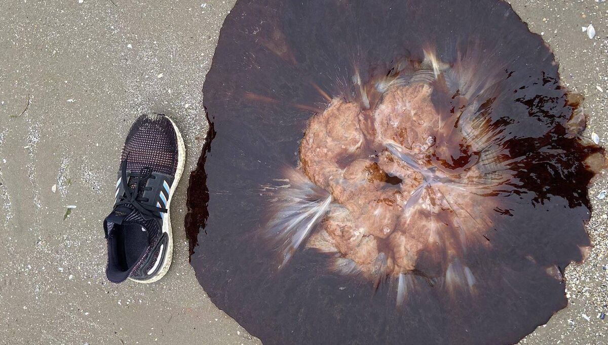 Lion's Mane jellyfish at Portmarnock beach. Picture: @Portmarnocktri1