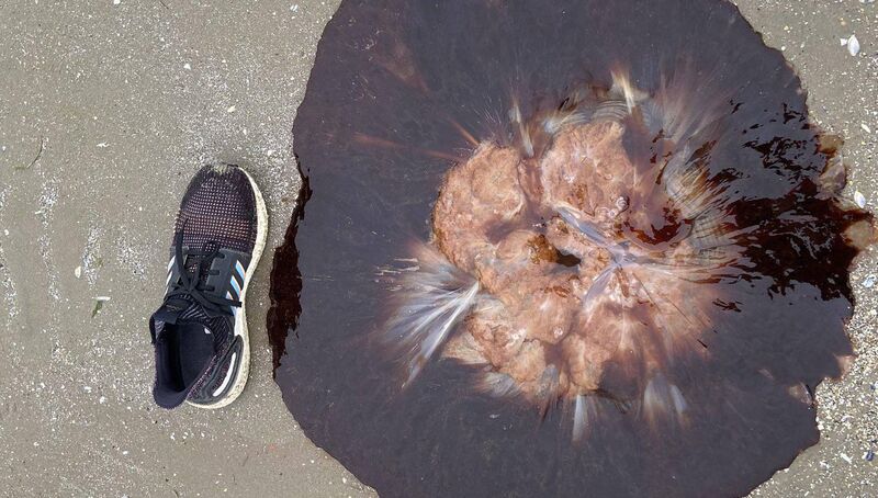 Lion's Mane jellyfish at Portmarnock beach. Picture: @Portmarnocktri1