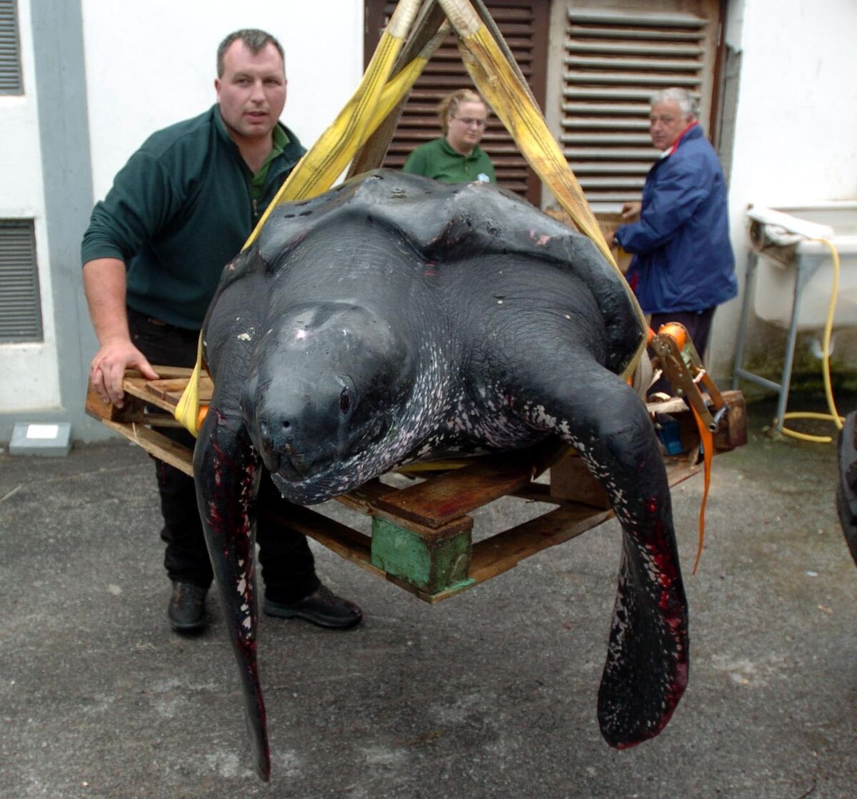 A 100-year-old giant leatherback turtle weighing a whopping 70 stone was rescued at Brandon Creek near Dingle, Co Kerry in 2005. The turtle was trapped in lobster ropes in the sea and was brought to Dingle Oceanworld to be monitored before release. Picture: Eamonn Keogh