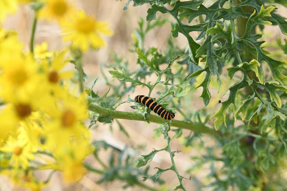 A cinnabar moth caterpillar on ragwort. Picture: Larry Cummins 