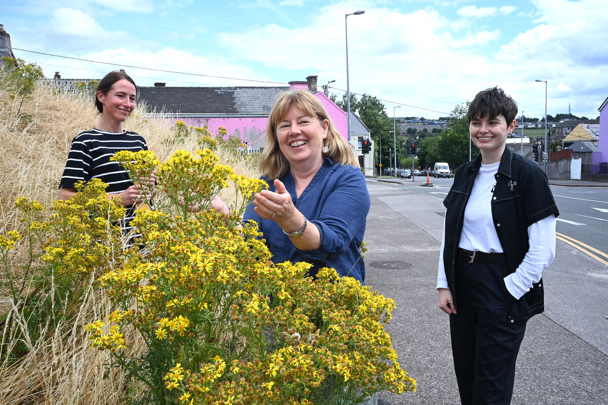 Ellie Donovan and Bernie Connolly of Cork Environmental Forum and Niamh Guiry of UCC Green Campus are promoting nature and biodiversity in Cork City. Ragwort attracts pollinators and is also an important host plant for the cinnabar moth. Picture: Larry Cummins