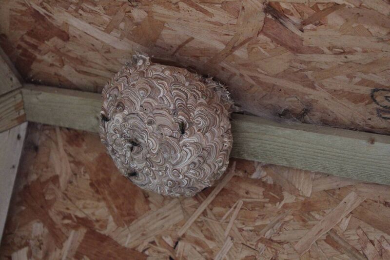 Common wasps share a large papier-maché nest with thousands of their sisters. They collect small pieces of dead wood, chew them up and create intricate galleries of cells and walls with their adhesive saliva. It’s quite amazing really! Picture: Juanita Browne Common wasps share a large papier-maché nest with thousands of their sisters. They collect small pieces of dead wood, chew them up and create intricate galleries of cells and walls with their adhesive saliva. It’s quite amazing really! Picture: Juanita Browne