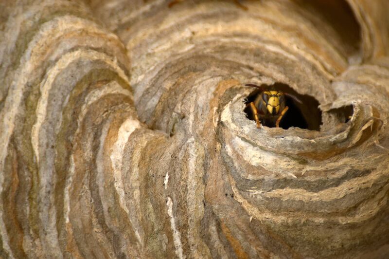 Wasp nest with 'guard' at entrance Wasp nest with 'guard' at entrance