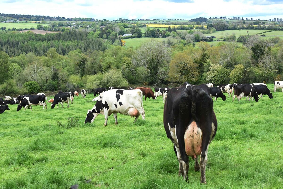Dairy farmers need water to cool bulk tanks. Picture: Moya Nolan