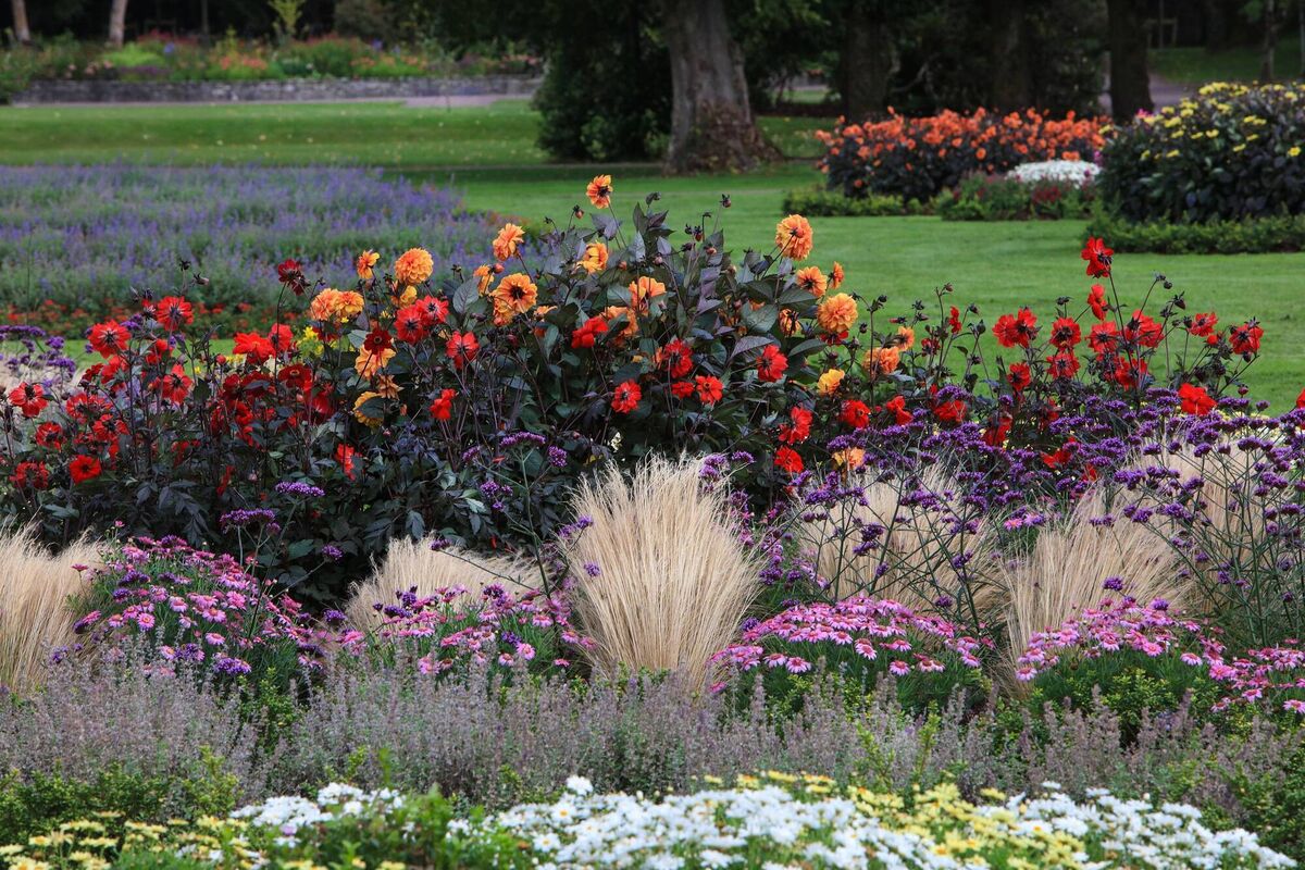 Asters in autumn flower beds at Killarney House and Gardens. Picture: Valerie O'Sullivan