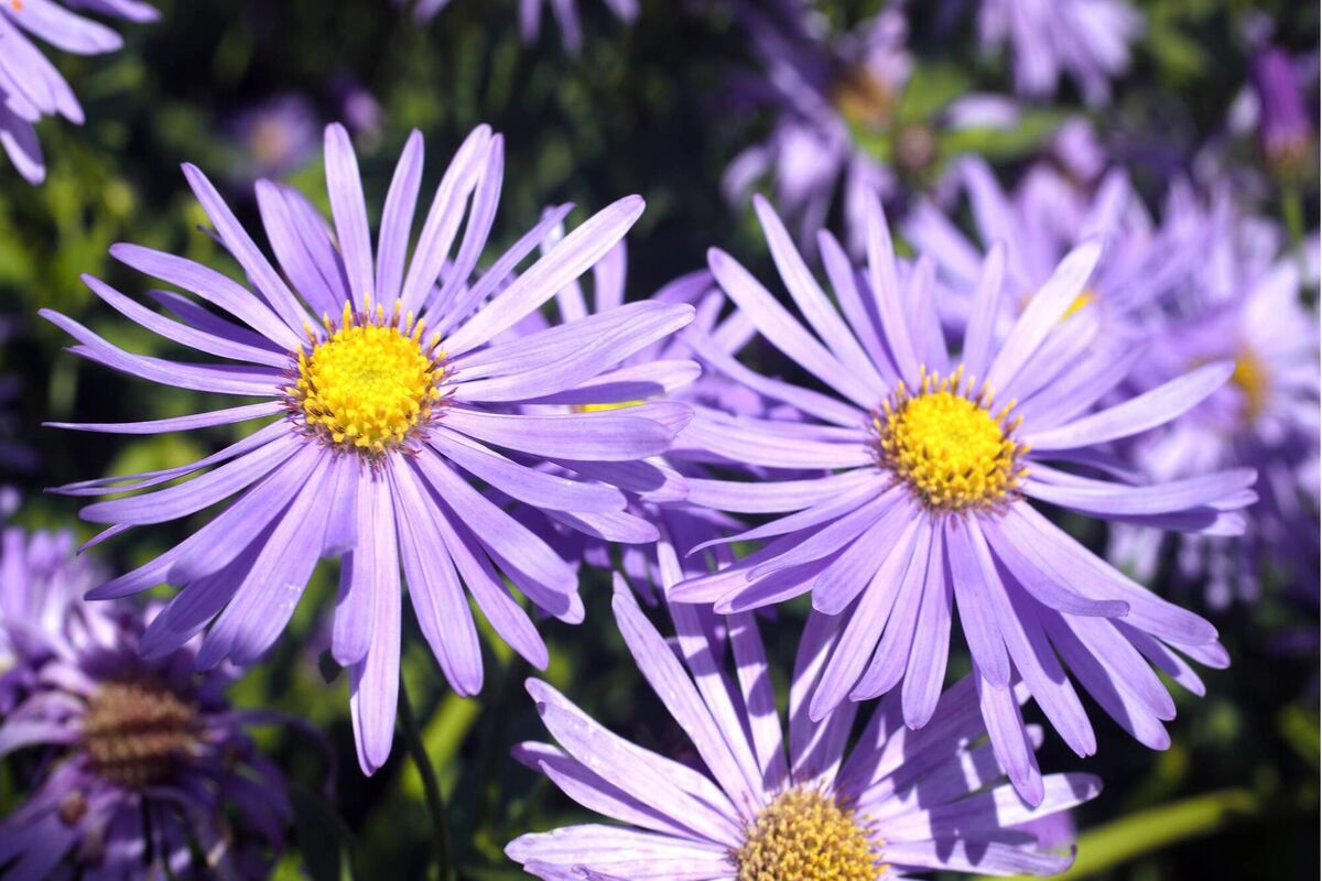 Aster or Michaelmas daisy. Picture: iStock