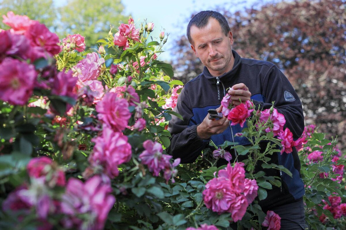 Michael Doyle, head gardener, Killarney House and Gardens. Picture: Valerie O'Sullivan