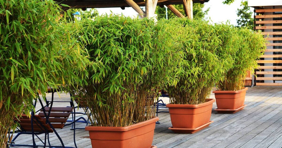 Garden Q&A Which bamboo is best for screening purposes?