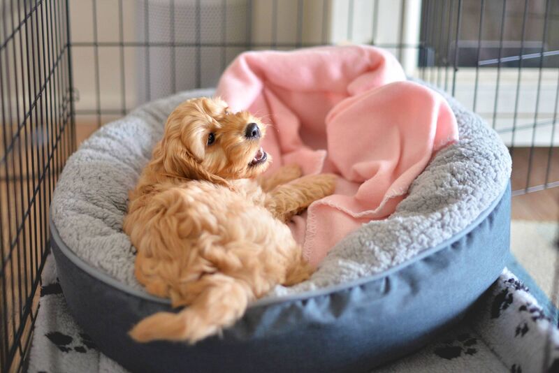 Cockapoo or Spoodle puppy crate training. Dogs need to be adjusted to their crates without feeling any pressure or fear that it is a place of punishment. 