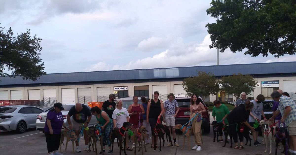 Irish Greyhounds head Stateside amid drop in European demand