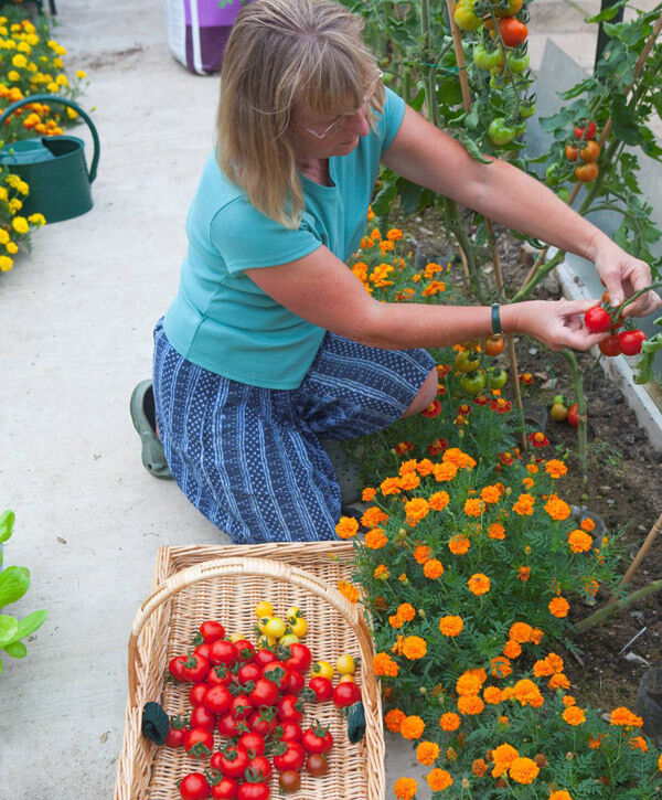Tomatoes with marigolds planted as companions. Marigolds can be helpful in sending pests in the wrong direction. istockphoto