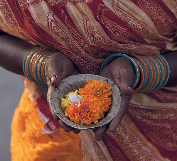 A woman offering marigolds for the gods in Varanasi, India by the banks of the Ganges river. The Portuguese introduced marigolds to India and they’re widely cultivated to make garlands, for marriages and festivals. Particularly, Dussehra where individuals adorn their vehicles and homes with marigold garlands.