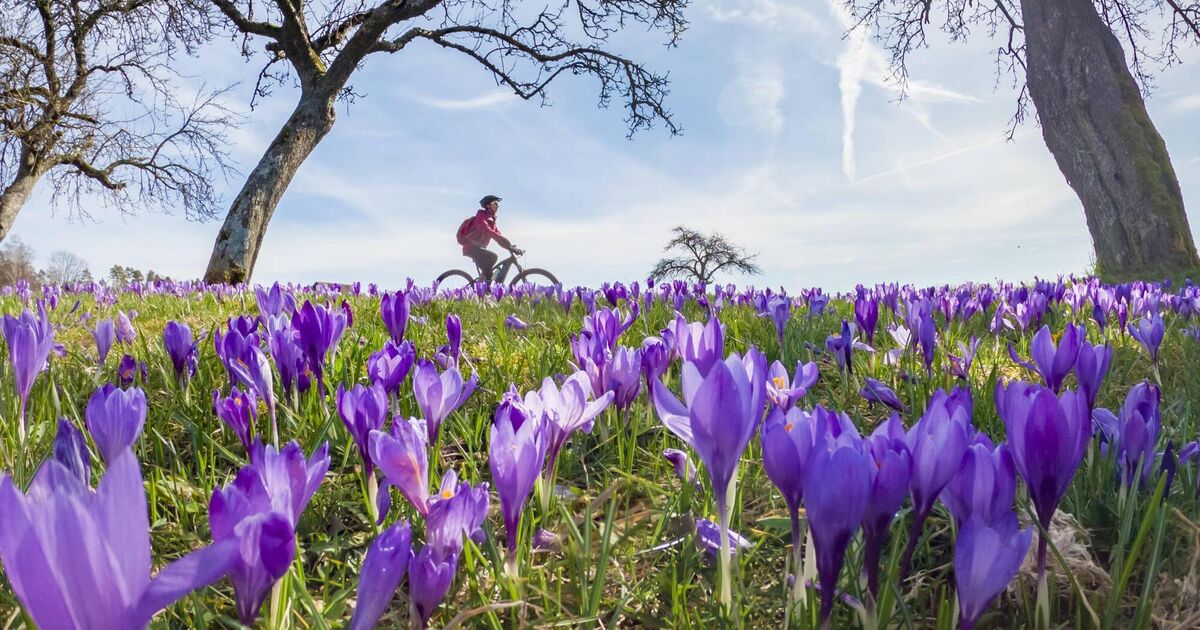 Garden Q&A Is it too early to plant spring bulbs?