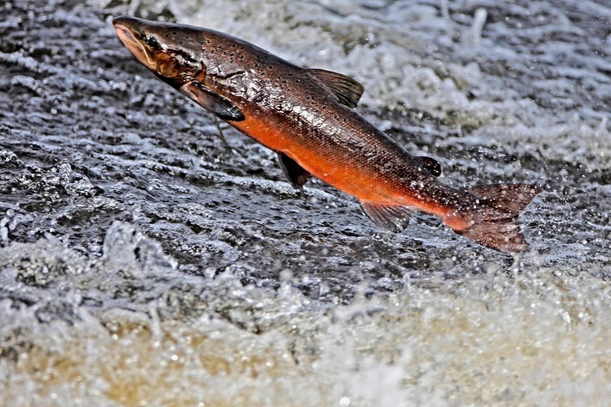 Salmon move from salty seawater to fresh water as they return to their natal river to spawn Salmon move from salty seawater to fresh water as they return to their natal river to spawn