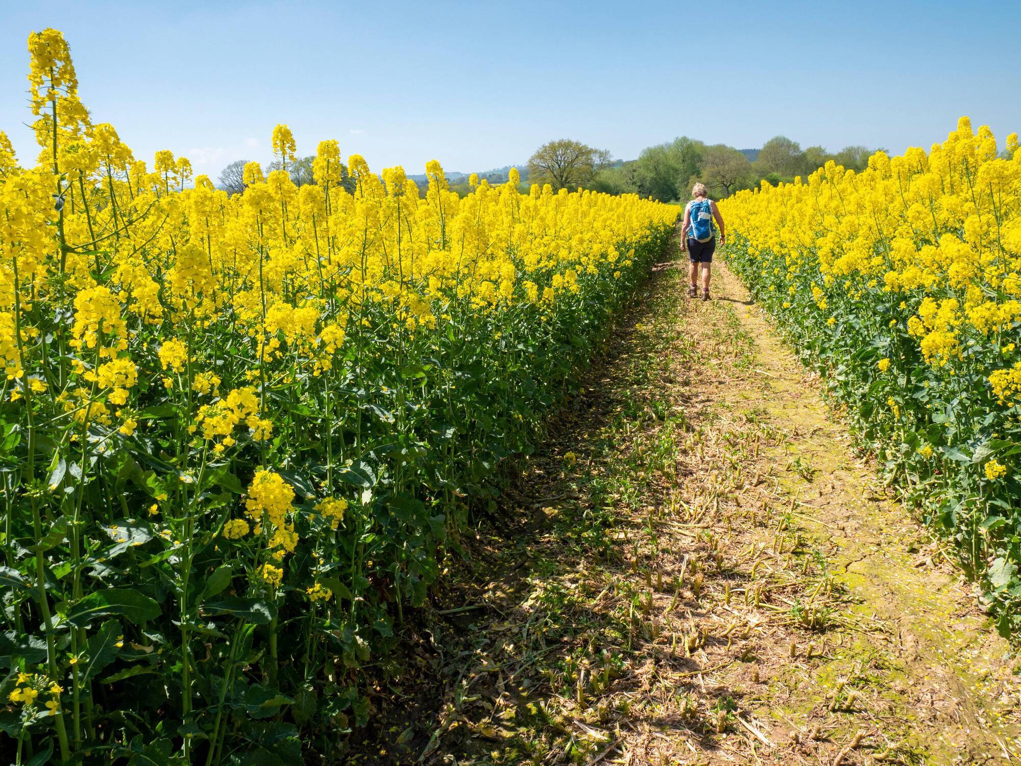 The UK's oilseed rape crop failed spectacularly: Irish farmers are trying to avoid the same happening here