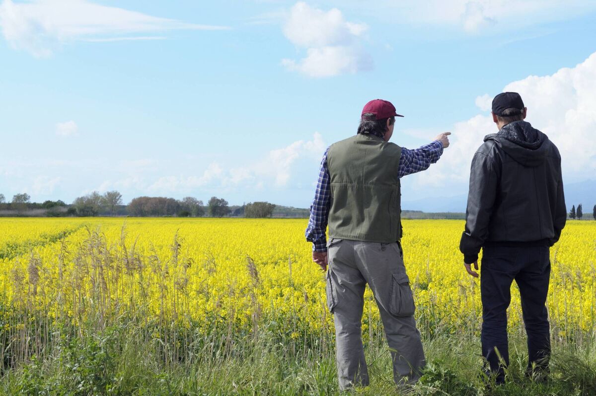 Oilseed rape is imported from countries still using pesticides banned by the EU