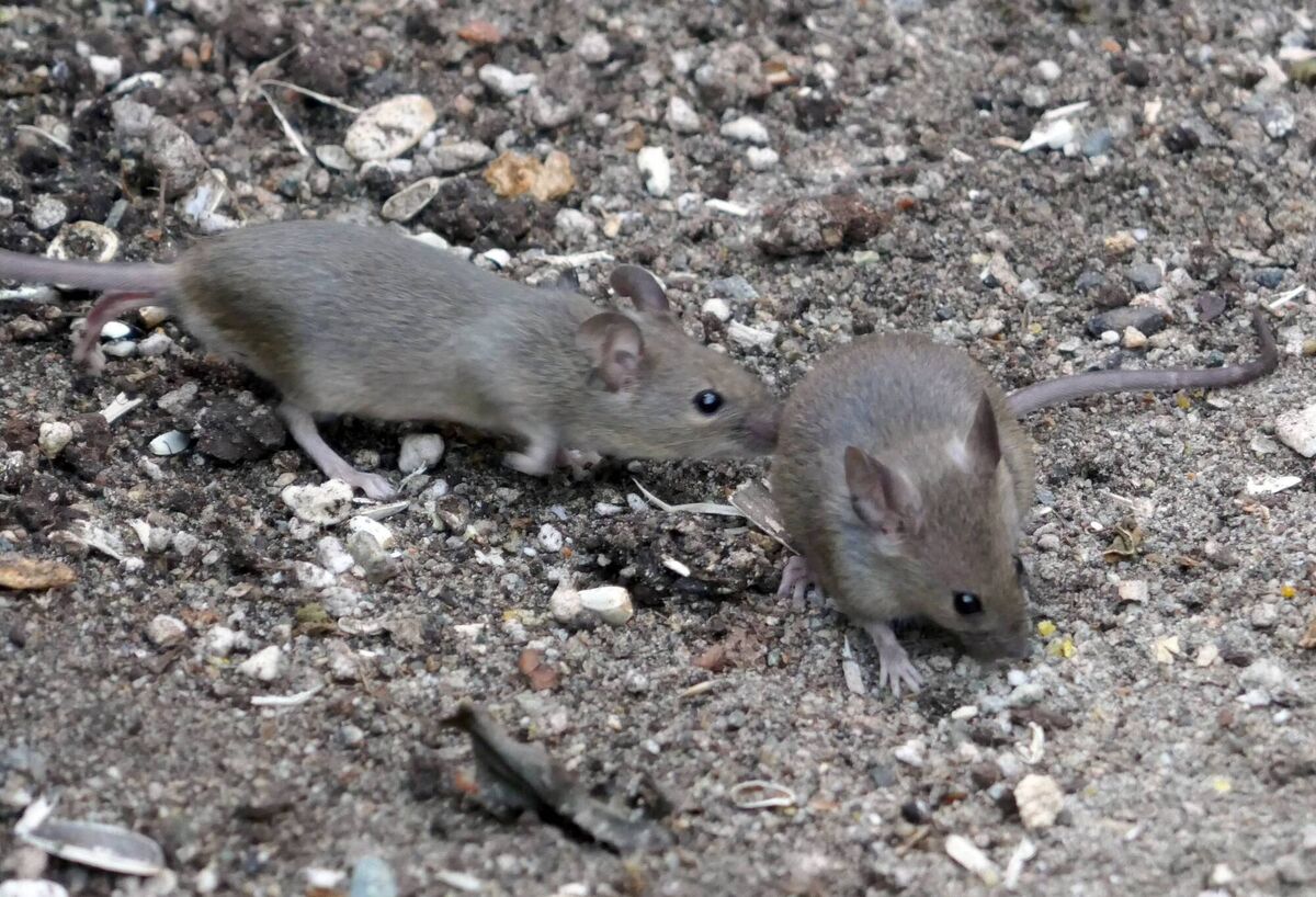 Mice come inside for two things: For grub and potentially a sheltered, undisturbed place to raise their young. Mice come inside for two things: For grub and potentially a sheltered, undisturbed place to raise their young.