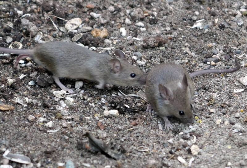 Mice come inside for two things: For grub and potentially a sheltered, undisturbed place to raise their young.