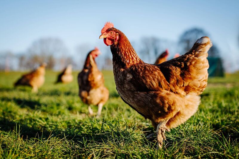 Does the animal seek pain-killing chemicals after an injury? Chickens do — they choose drug-laced feed over the regular stuff when they’re hurt