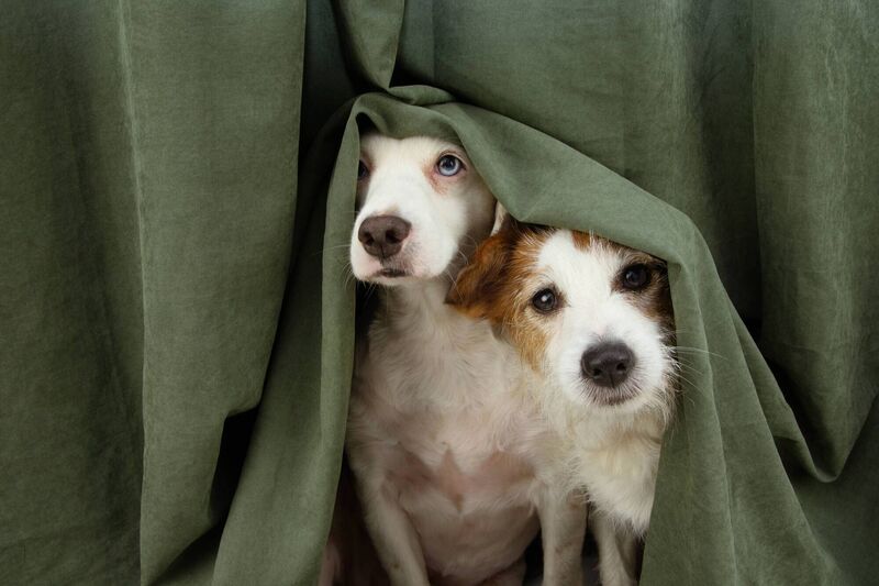 Perhaps it’s more respectful and scientifically useful to contemplate animals on their own terms. Dogs can smell things we cannot