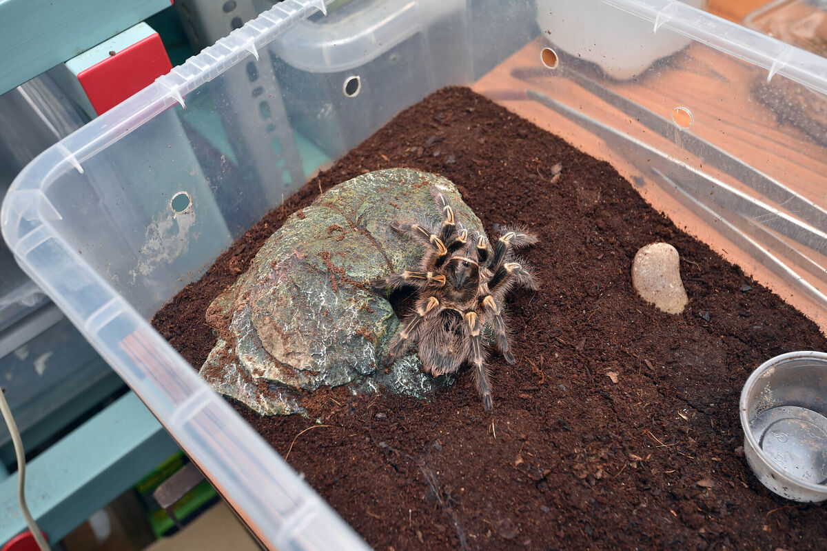 Golden knee tarantula from South America. Picture: Ray Ryan Golden knee tarantula from South America. Picture: Ray Ryan