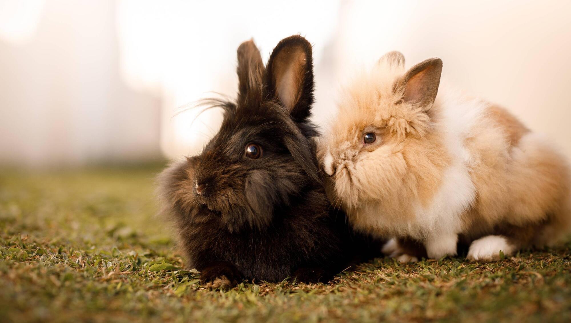 Pete the Vet: Is there hospice respite for pets? 