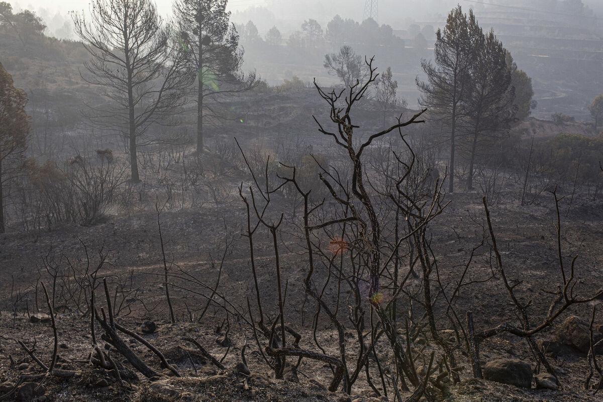 A burned landscape in Spain in 2019. Burning any part of the tree means burning carbon. When forestry residues come from an 80-year-old tree, it will take 80 years for an equivalent tree to regrow – and this is time we do not have. Photo: AP/Jordi Borras