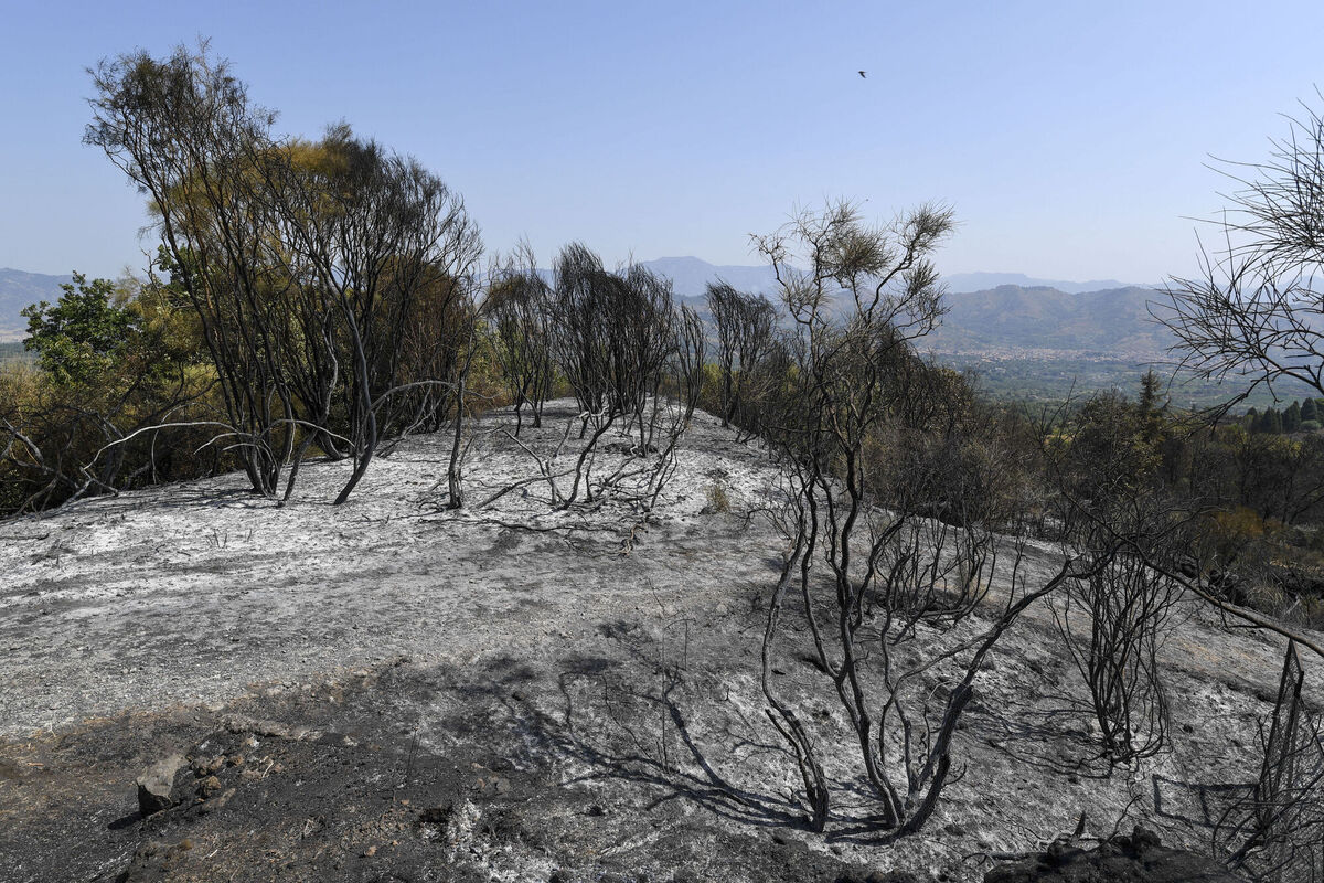 A burnt forest in Linguaglossa on the slopes of Mount Etna, near Catania, Sicily, Italy, in 2021. Forests are not renewable. Forests are ecosystems created by nature that cannot be replanted. Photo: AP/Salvatore Cavalli
