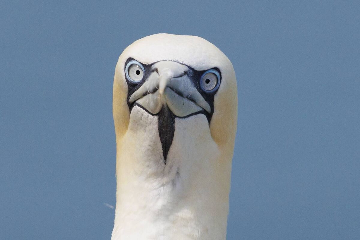The Department of Agriculture confirmed that avian influenza is known to be currently circulating in wild birds, especially breeding seabirds around the coast.  Photo: Corinna Fitzsimons