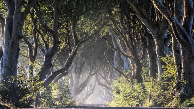The Dark Hedges, Co. Antrim, were a showstopper in Game of Thrones. The Dark Hedges, Co. Antrim, were a showstopper in Game of Thrones.