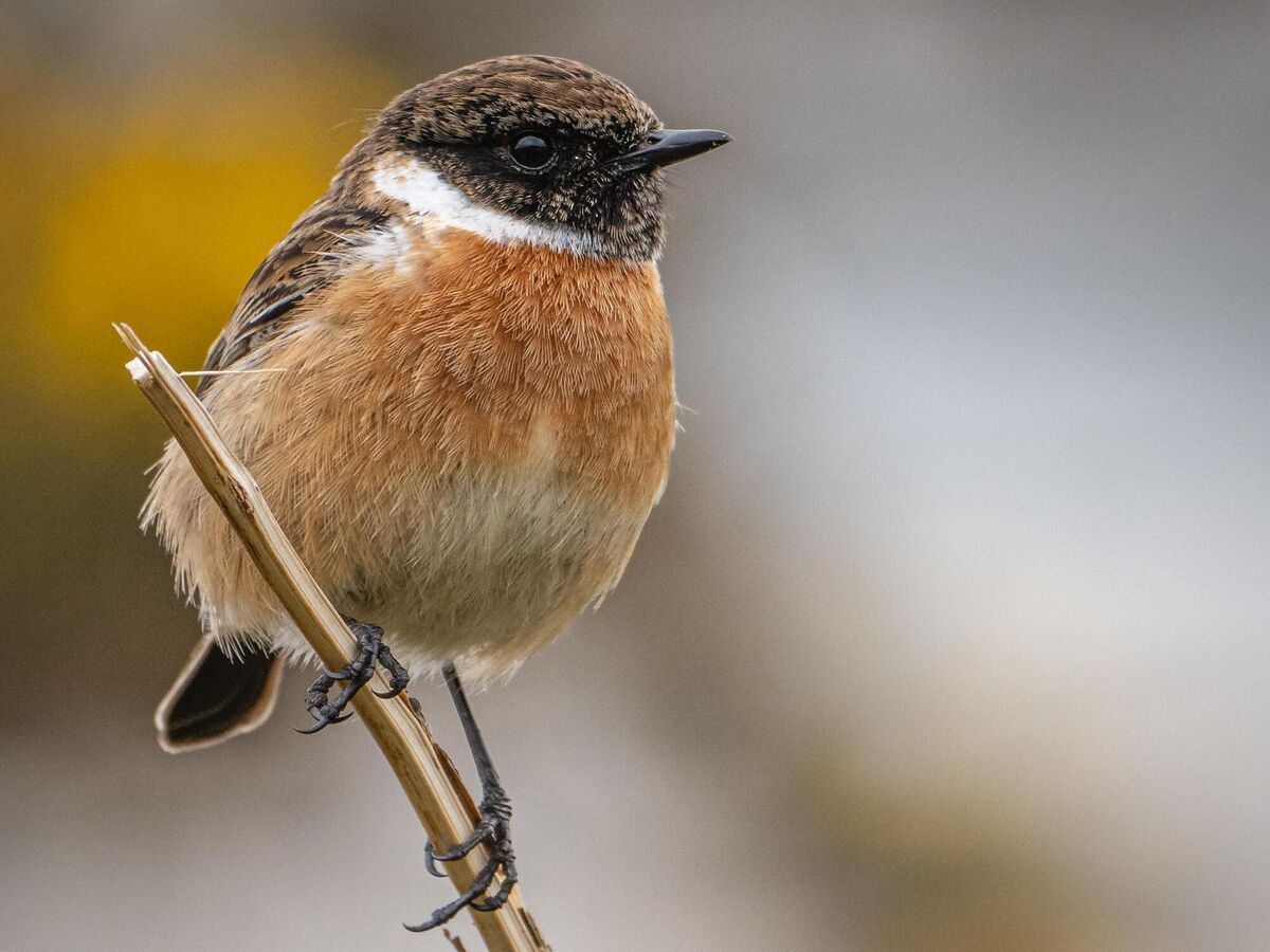 Stonechat on the Saltee Islands, Co Wexford.