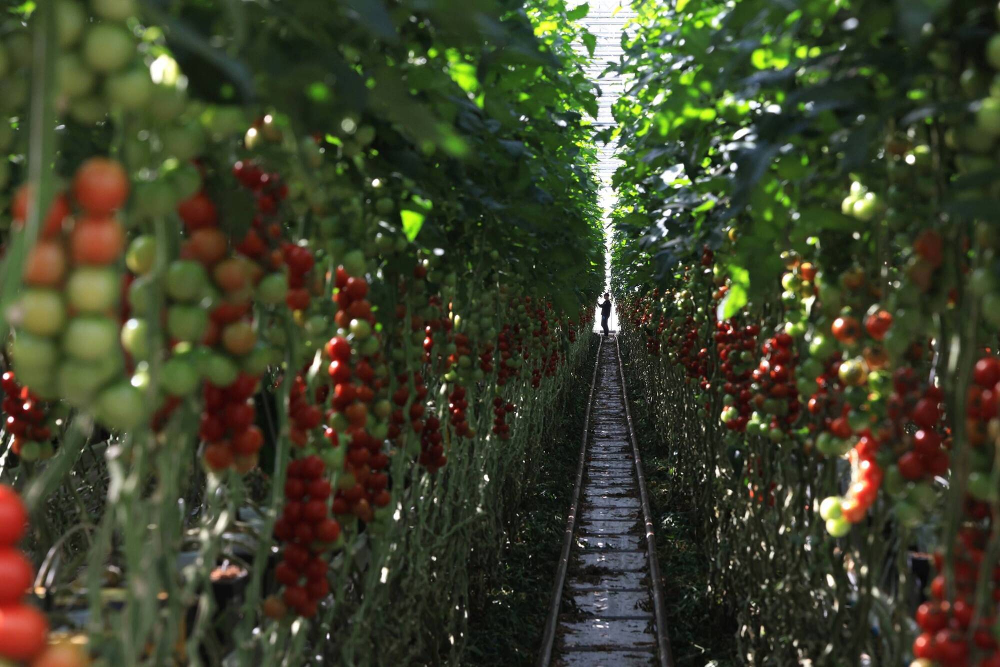 From beer to tomatoes, Europe's energy crisis is spilling over