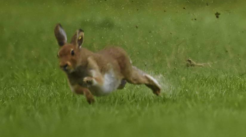 Richard Collins: Hyper-vigilant hares have almost all-round vision