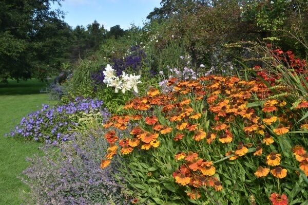 Picture: Dan Linehan