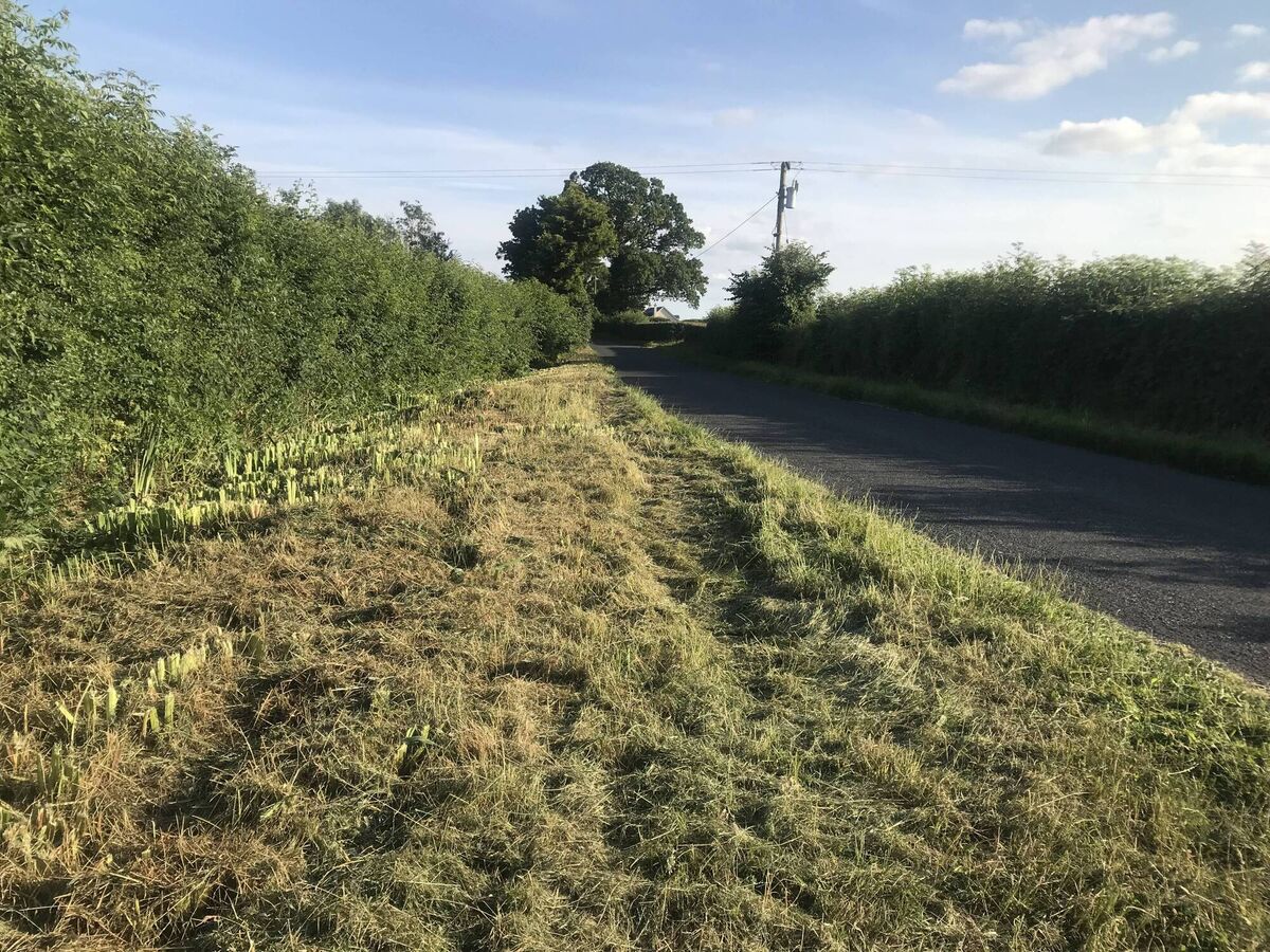Unfortunately, just a few days after the previous picture was taken, the council workers visited. A ‘one size fits all’ approach to land management just doesn’t work.