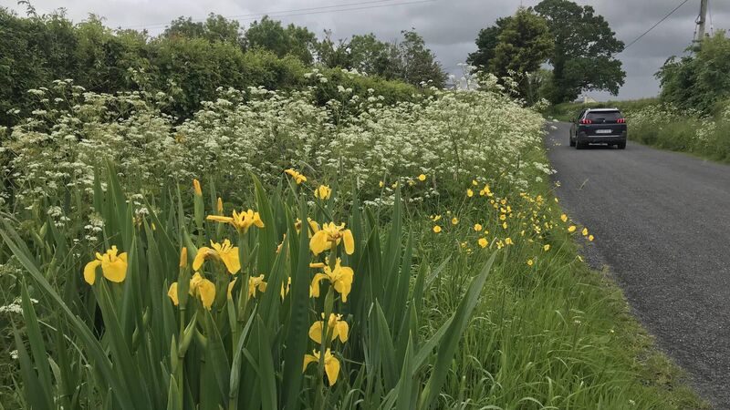 Juanita Browne: Conference shines a light on how all local authorities can help wildlife Juanita Browne: Conference shines a light on how all local authorities can help wildlife