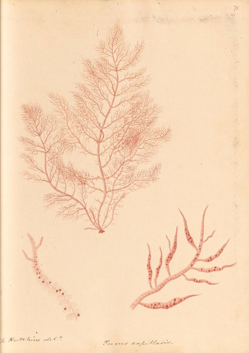 Ellen Hutchins' illustrations of the flora she studied in Bantry Bay. Photo: UCC About Ellen Hutchins: Though her time as a botanist spanned just eight years before her untimely death in 1815 at the age of just 29, Ellen Hutchins has ten different plants named in her honour.