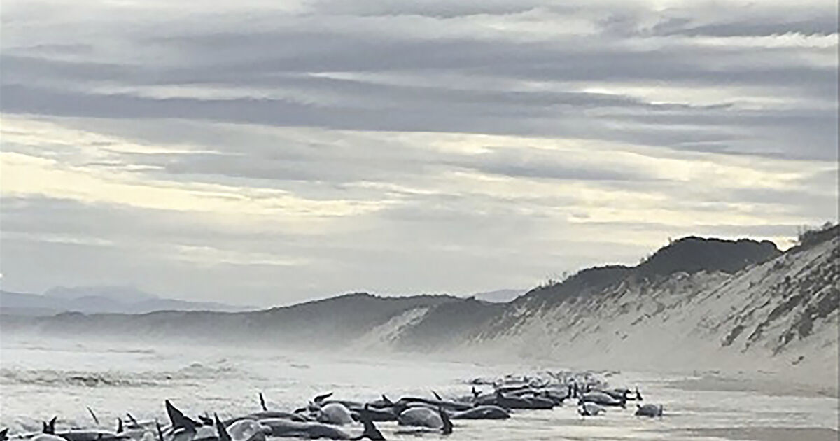 Rescue efforts underway as 230 whales beached in Tasmania - Vimarsana News