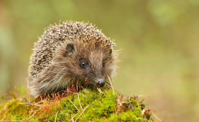 Hedgehogs first arrived in Ireland in the 13th century.