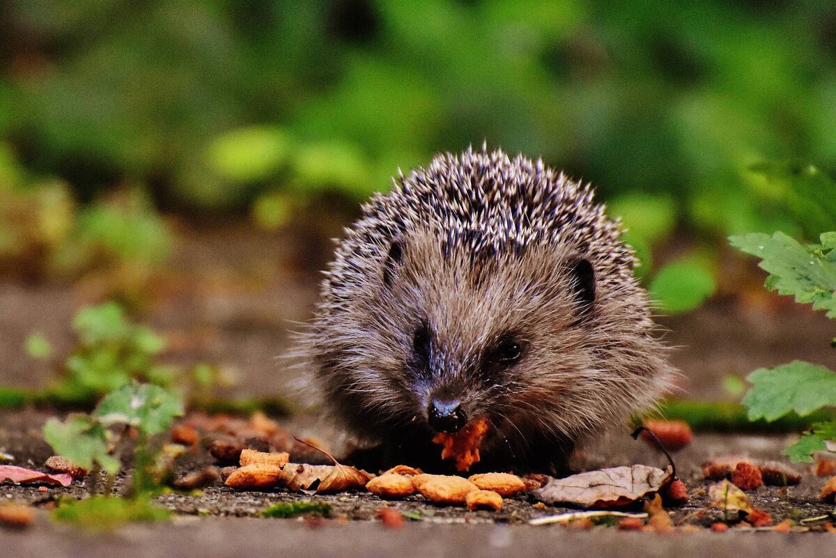 Hedgehogs are insectivores and therefore act as perfect pest controllers for any garden.